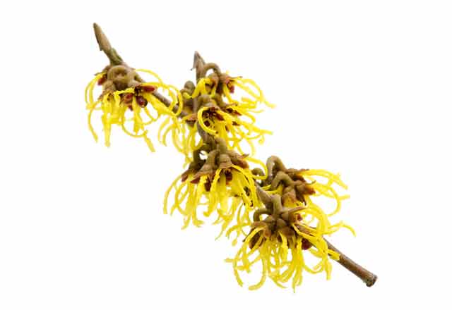 Hamamelis Zweig mit gelben Blühten